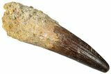 Real Spinosaurus Tooth - Huge Dinosaur Tooth #302848-1